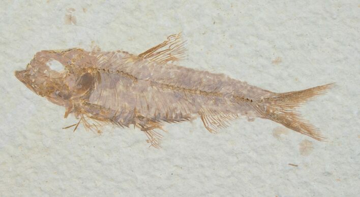 Knightia Fossil Fish - Wyoming #6544